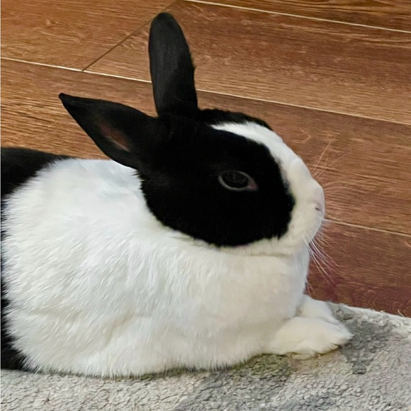 Meet your Posher, Laura - Picture 2 of 6